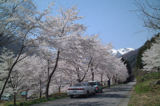 桜並木